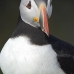 puffin_atlantic_msi_v_0987_can0600.jpg